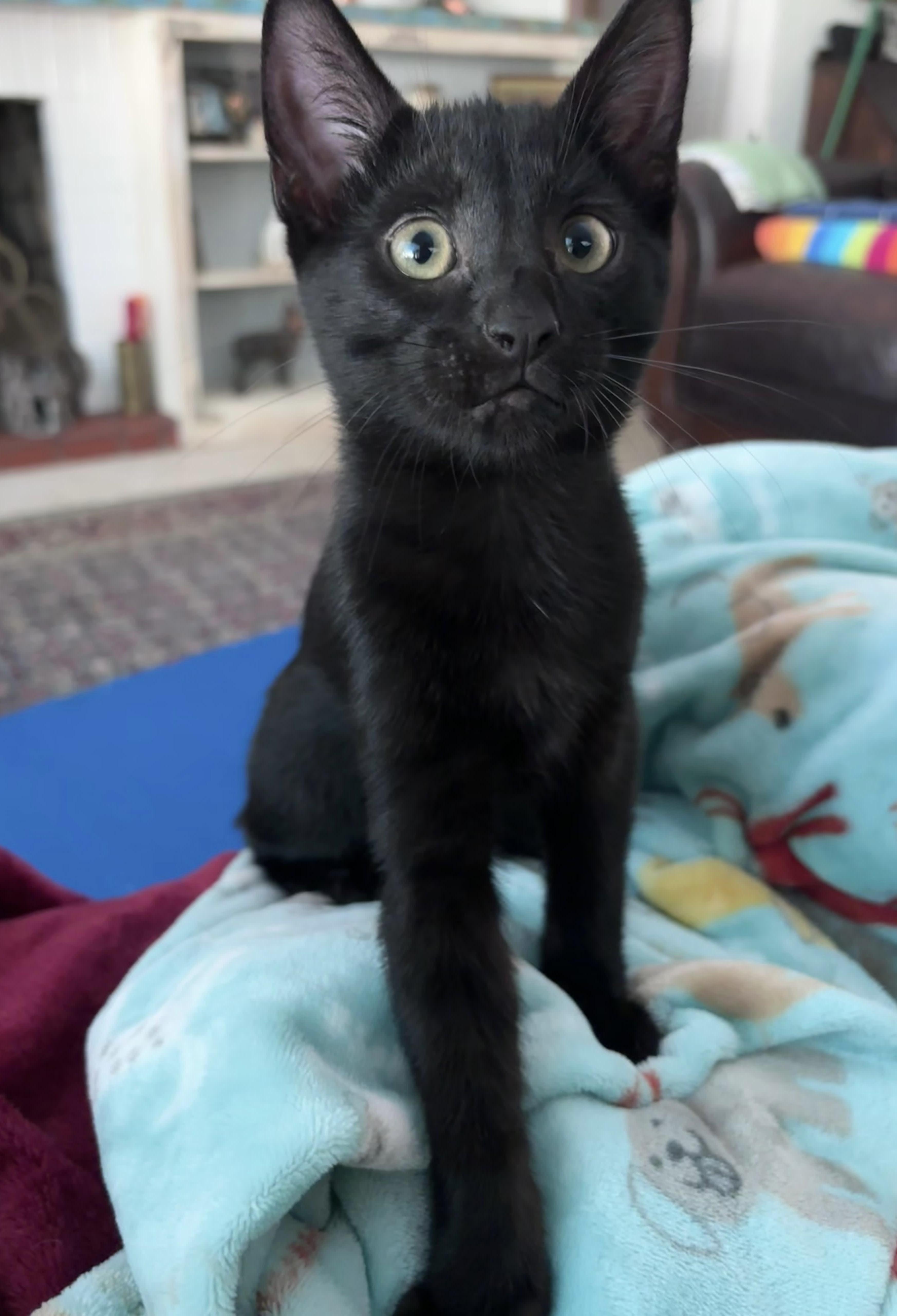 Enlarge Maxwell Edison, a Adoptable mixed breed in St Petersburg, FL image 3/5
