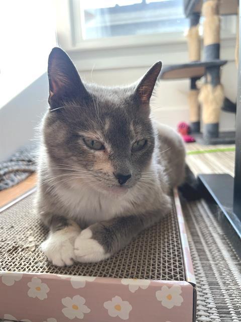 Enlarge KORRA, a Adoptable Domestic Short Hair in Palo Alto, CA image 1/1