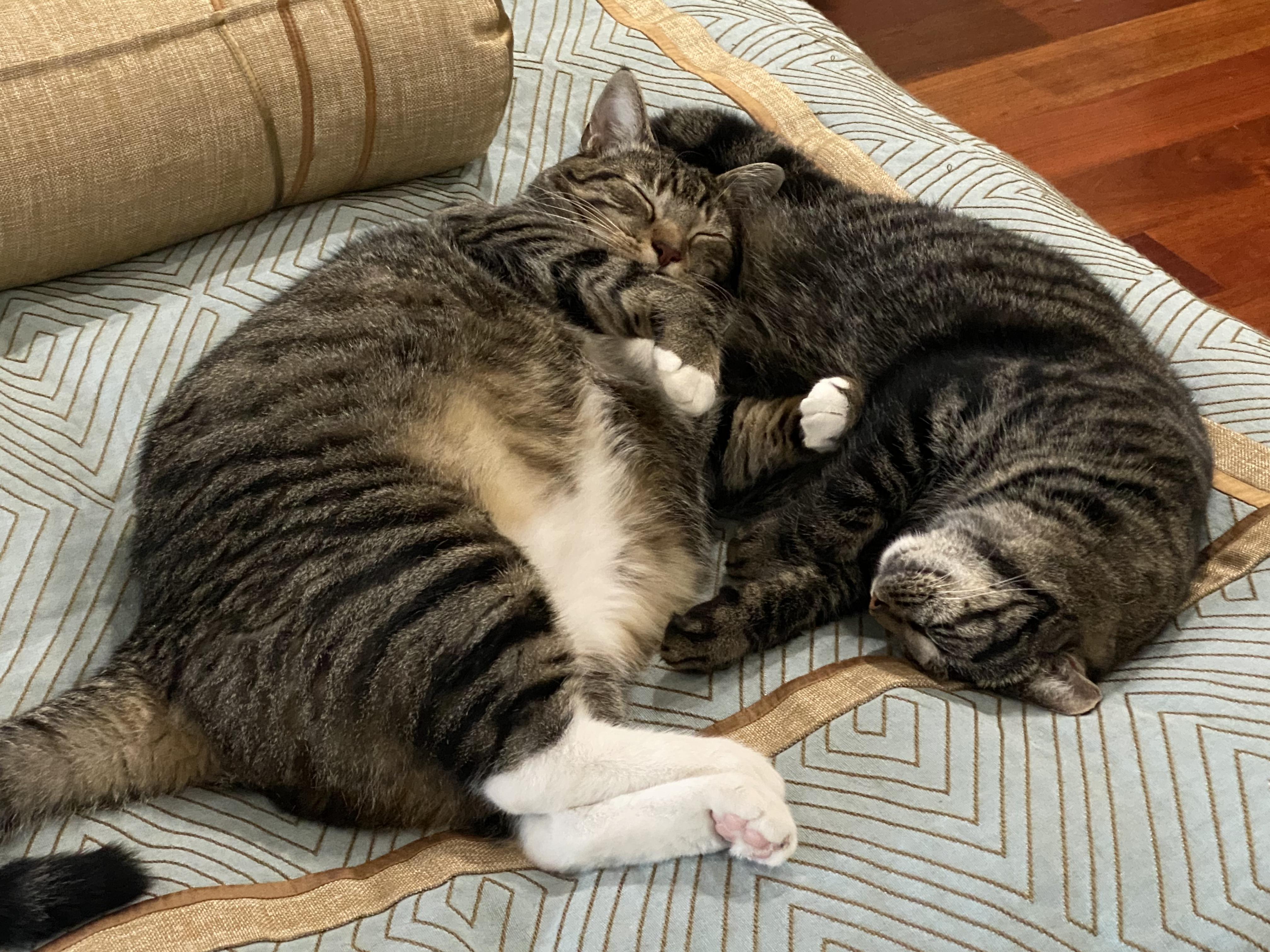 Enlarge Cookie & Midnight , a ADOPTABLE Domestic Short Hair in Boca Raton, FL image 1/1