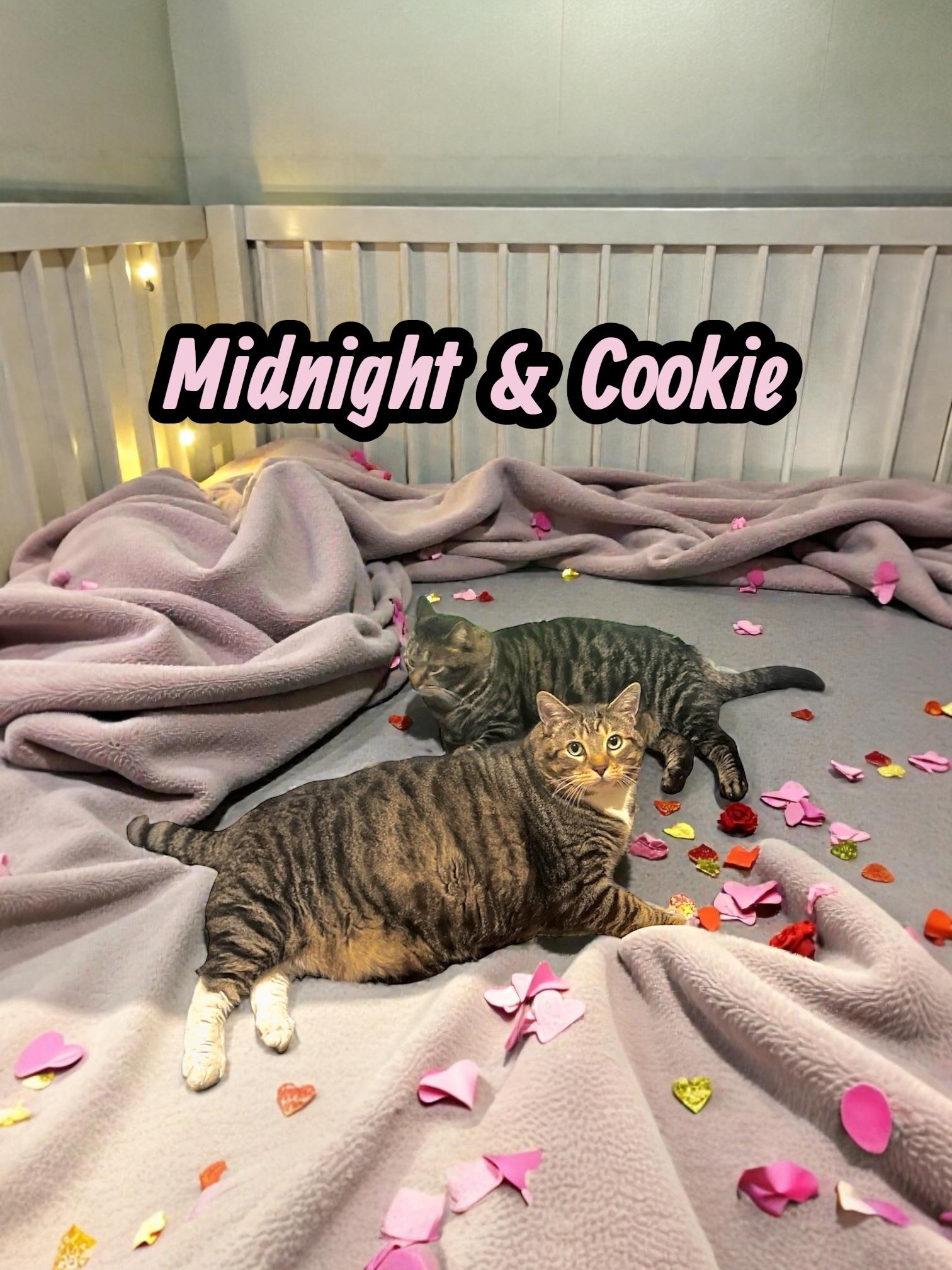 Enlarge Loveable Cookie & Midnight , a ADOPTABLE Domestic Short Hair in Boca Raton, FL image 1/6
