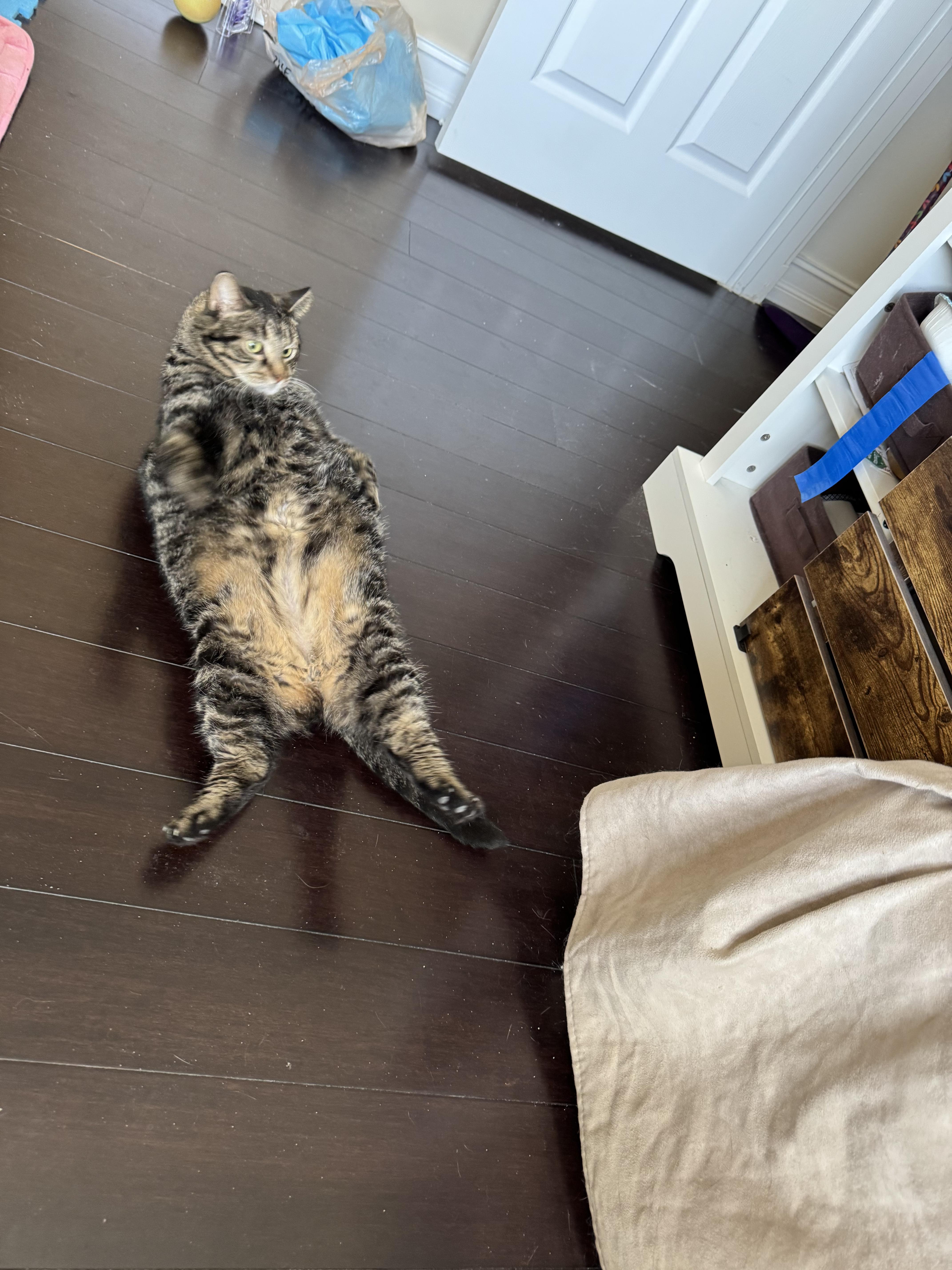 Enlarge Loveable Cookie & Midnight , a ADOPTABLE Domestic Short Hair in Boca Raton, FL image 6/6