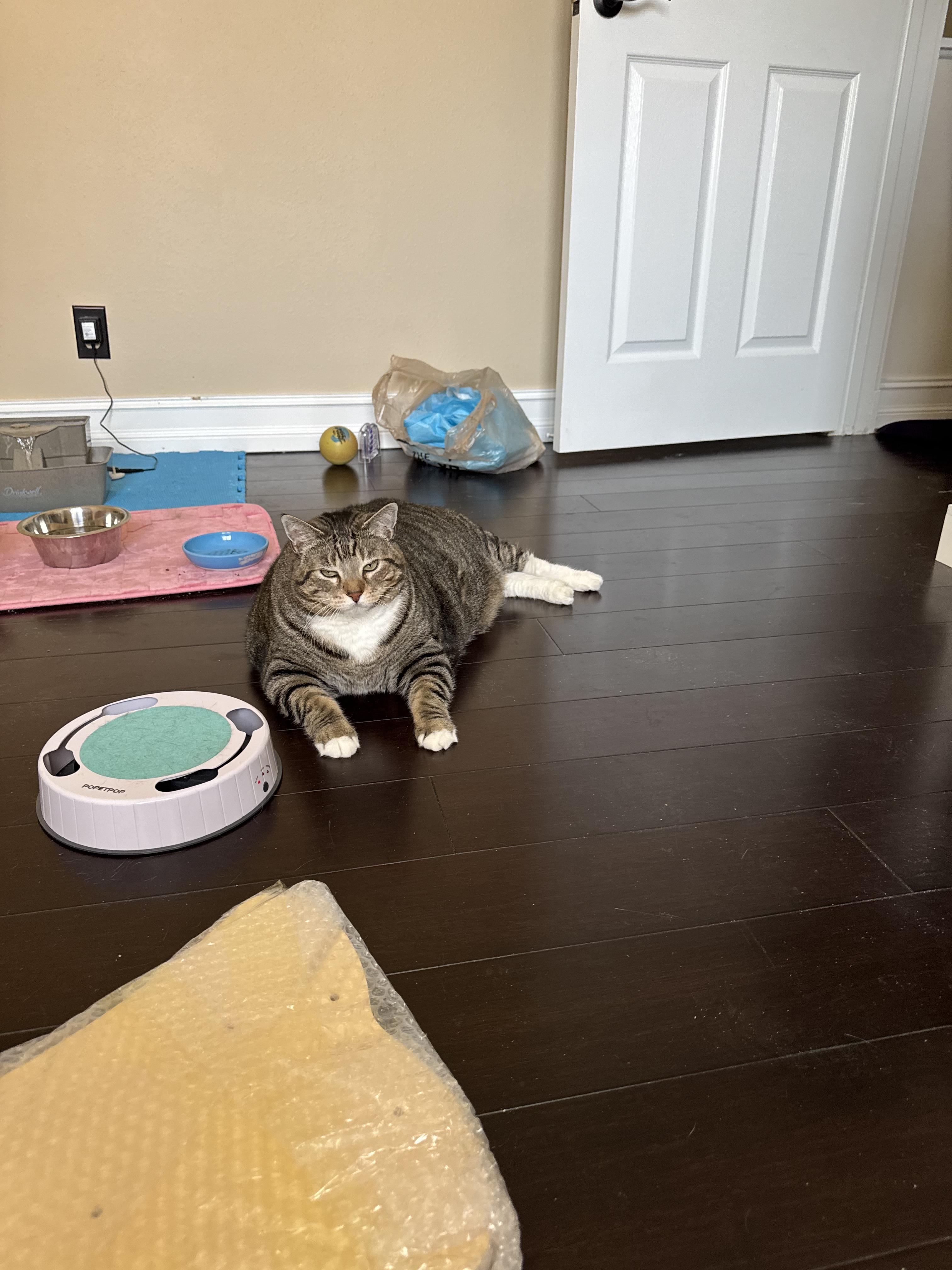 Enlarge Loveable Cookie & Midnight , a ADOPTABLE Domestic Short Hair in Boca Raton, FL image 5/6