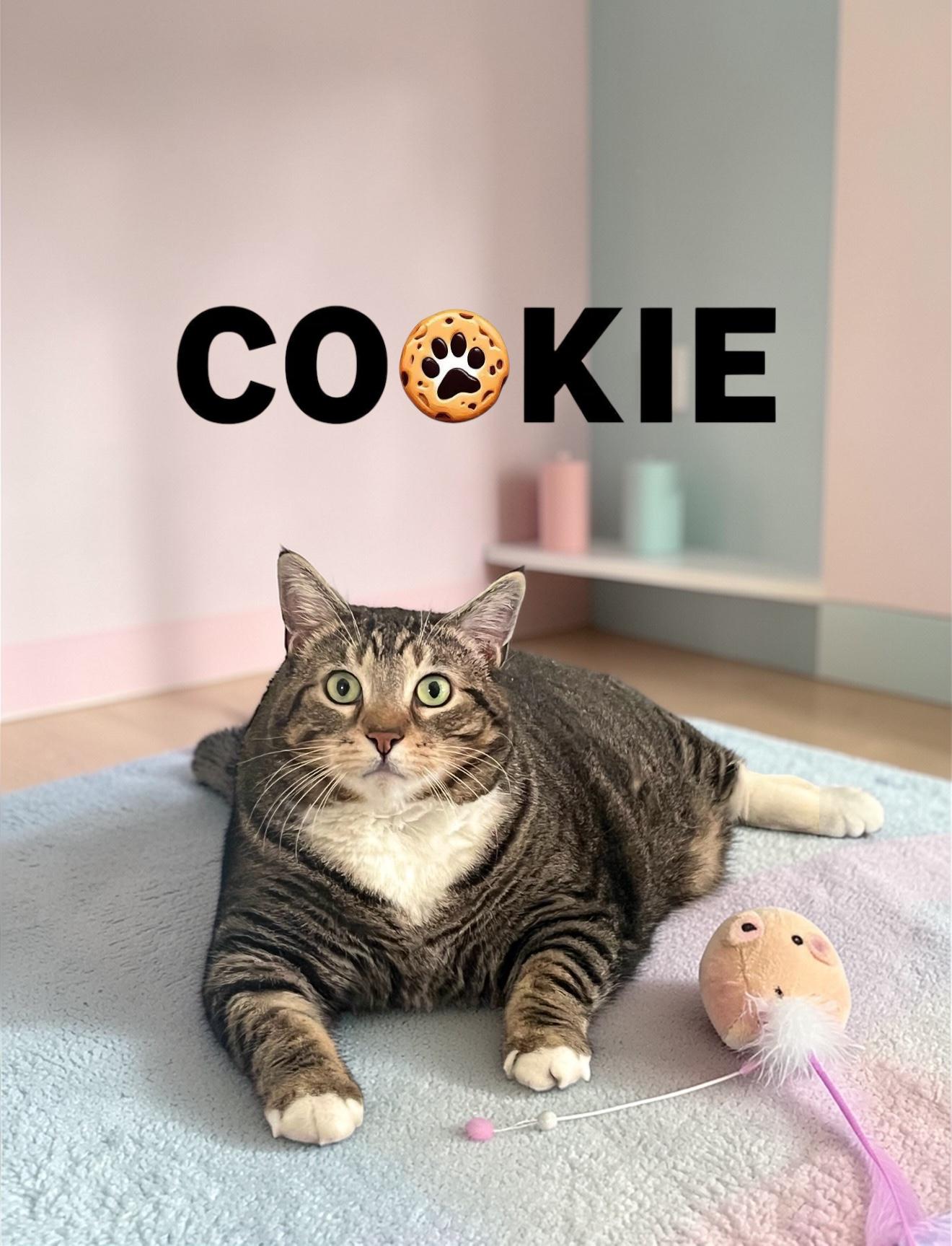 Enlarge Loveable Cookie & Midnight , a ADOPTABLE Domestic Short Hair in Boca Raton, FL image 2/6