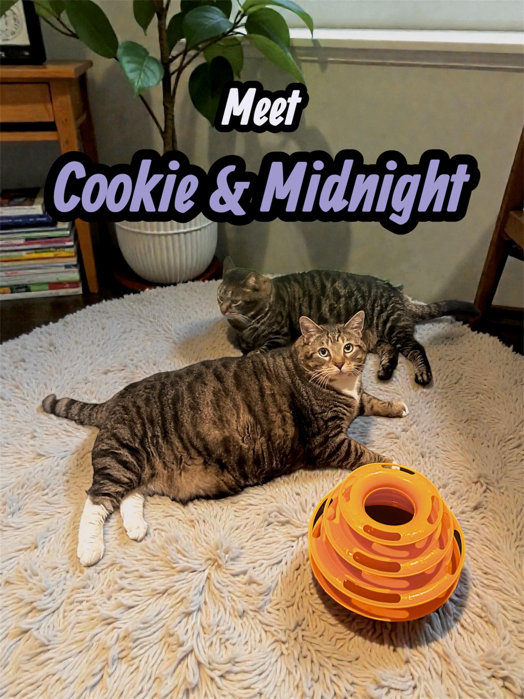 Enlarge Loveable Cookie & Midnight , a ADOPTABLE Domestic Short Hair in Boca Raton, FL image 1/2