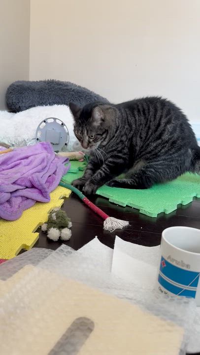 Enlarge Loveable Cookie & Midnight , a ADOPTABLE Domestic Short Hair in Boca Raton, FL video 3/6