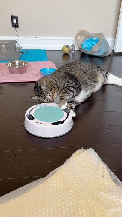 Enlarge Loveable Cookie & Midnight , a ADOPTABLE Domestic Short Hair in Boca Raton, FL video 4/6