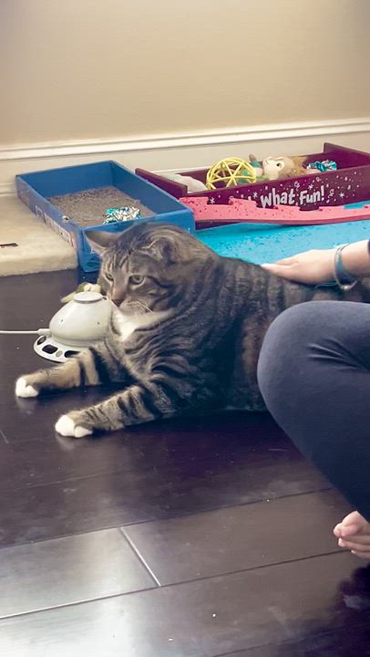 Enlarge Loveable Cookie & Midnight , a ADOPTABLE Domestic Short Hair in Boca Raton, FL video 4/6