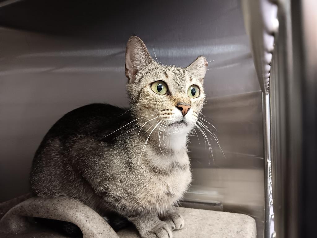 Bianca (White Barn), Adoptable, Young Female Domestic Short Hair.