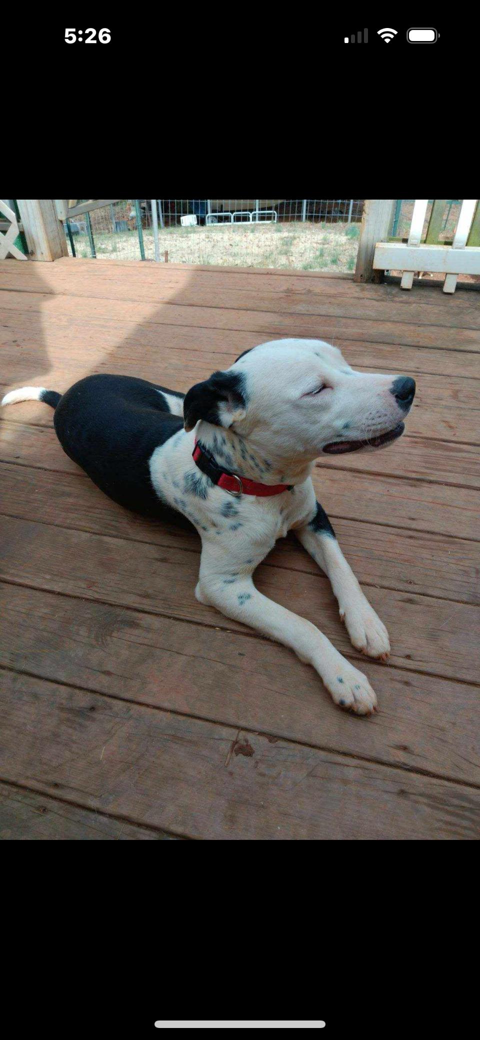 Tic Tok, a Adoptable mixed breed in Rutherfordton, NC image 4/4