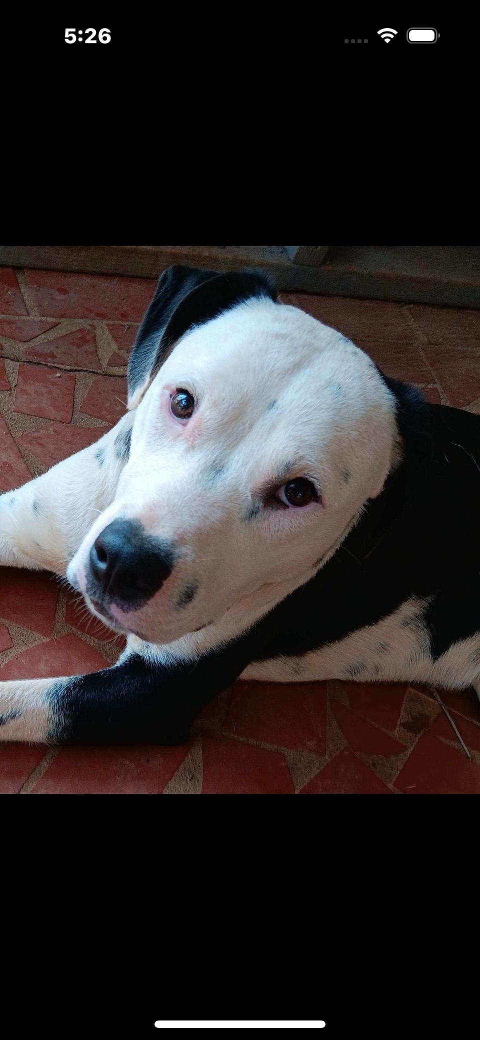 Tic Tok, a Adoptable mixed breed in Rutherfordton, NC image 3/4