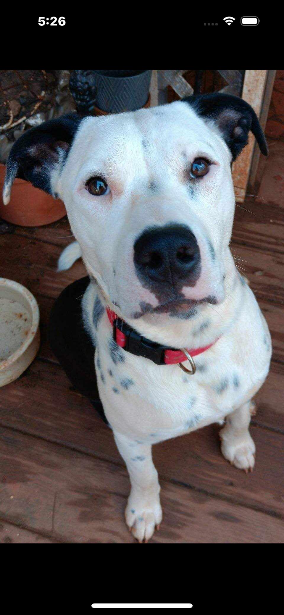 Tic Tok, a Adoptable mixed breed in Rutherfordton, NC image 2/4