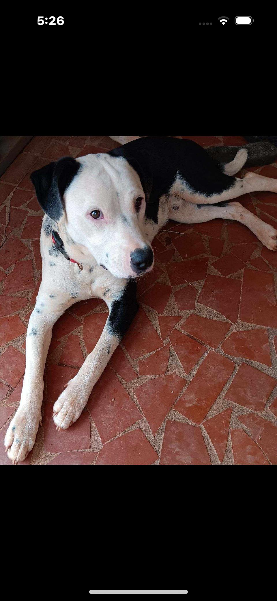 Tic Tok, a Adoptable mixed breed in Rutherfordton, NC image 1/4