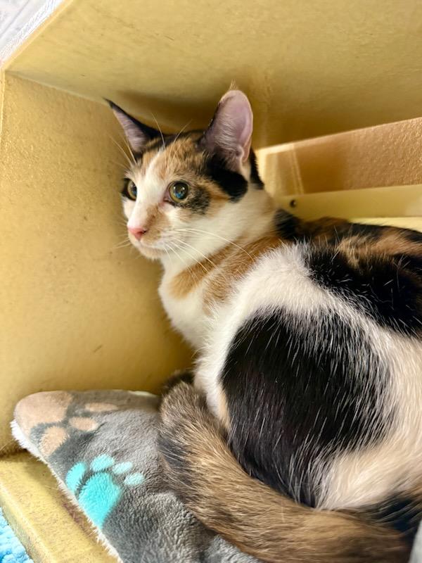 Dainty , ADOPTABLE, Kitten Female Calico.