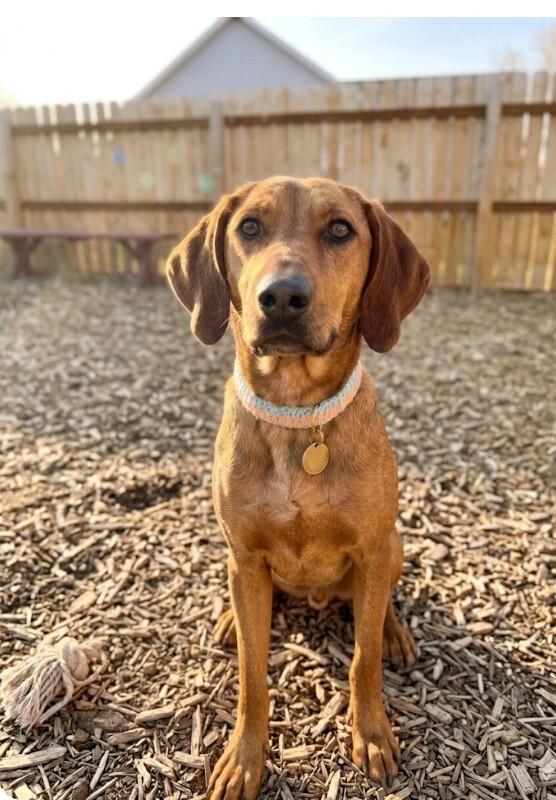 Enlarge Haiku, a Adoptable mixed breed in Windsor, CO image 1/1