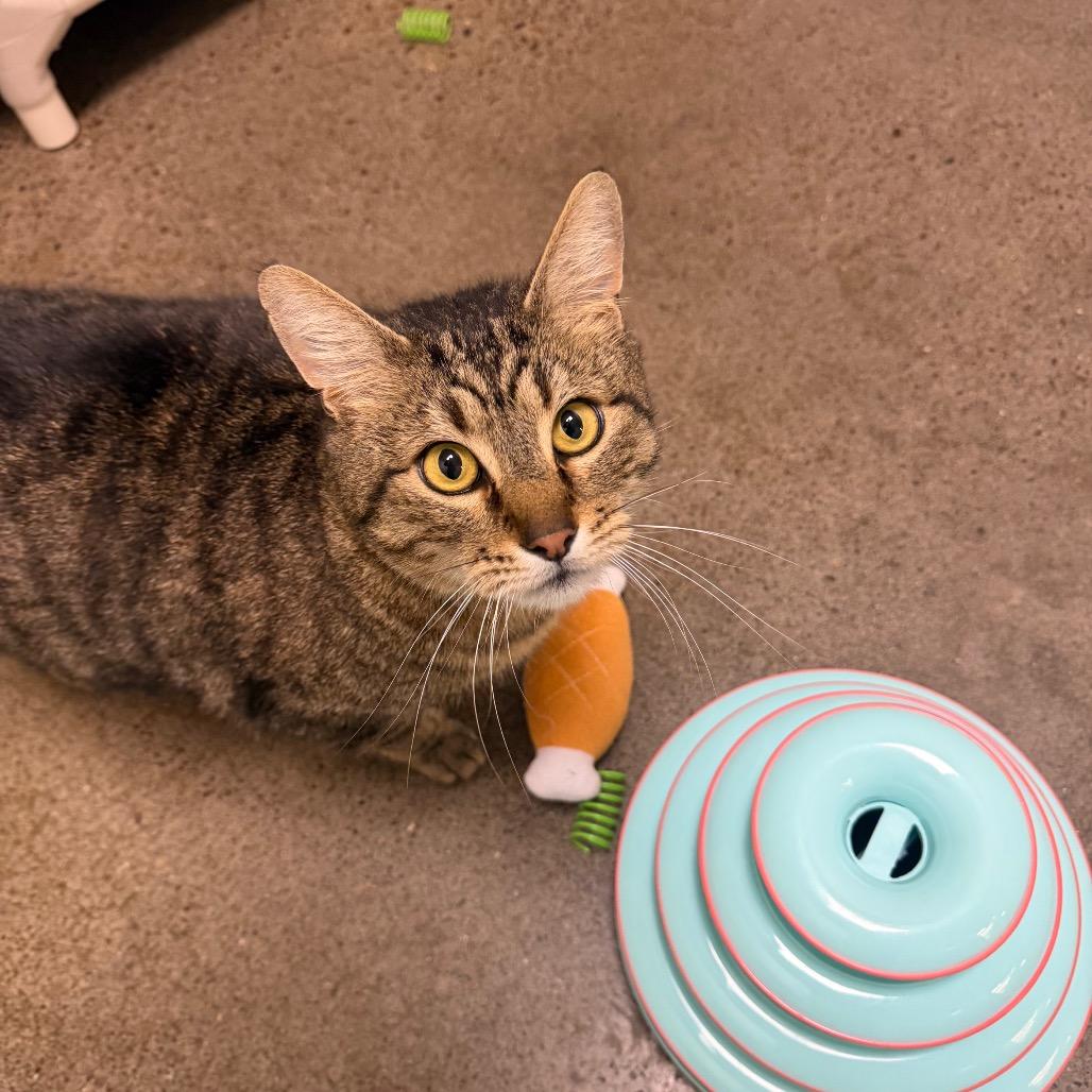 Quentin, a Adoptable Domestic Short Hair in Keizer, OR image 1/2