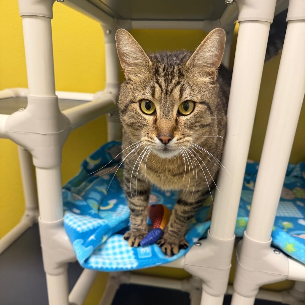 Quentin, a Adoptable Domestic Short Hair in Keizer, OR image 2/2