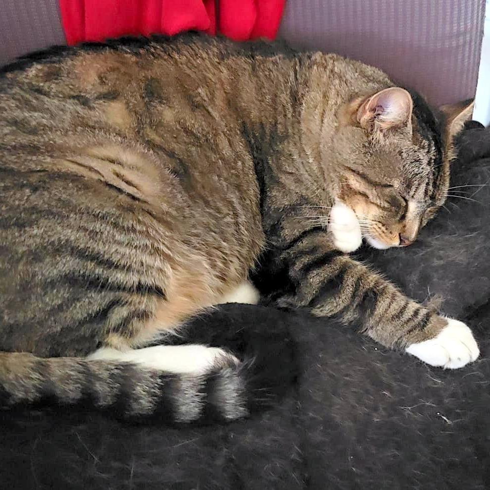 TomTom, Adoptable, Adult Male Domestic Short Hair.