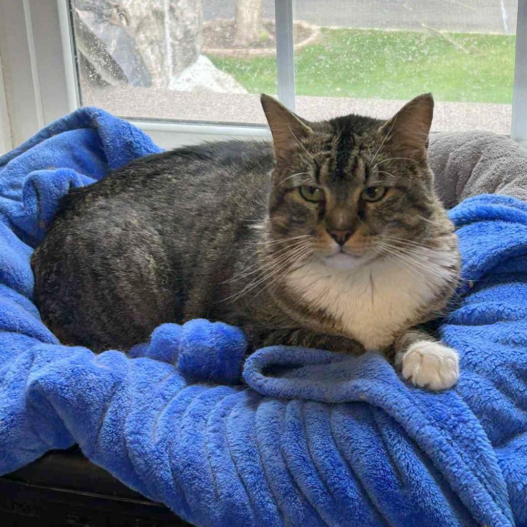 TomTom, Adoptable, Adult Male Domestic Short Hair.