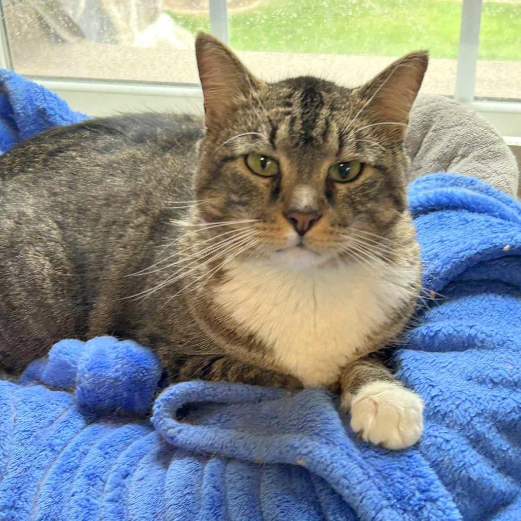 Enlarge TomTom, a Adoptable Domestic Short Hair in FAIRWAY, KS image 3/6