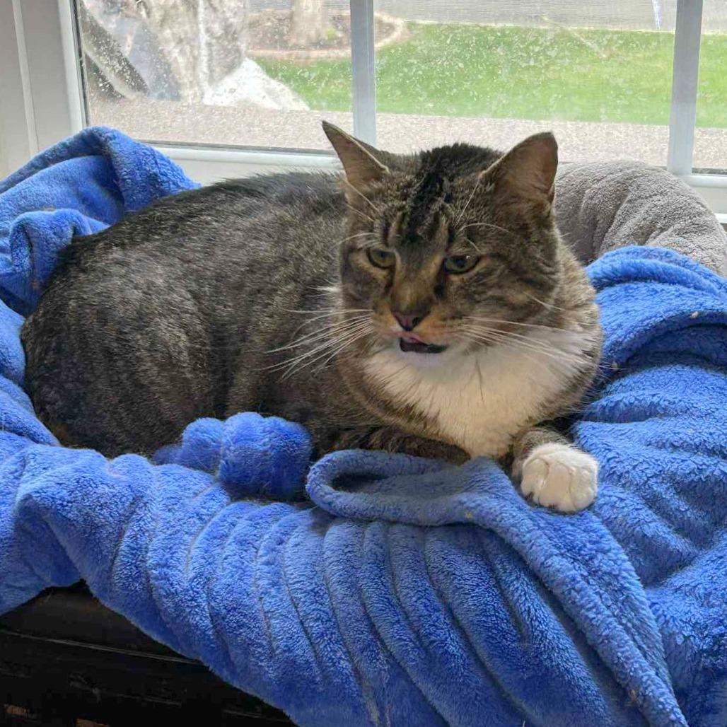 Enlarge TomTom, a Adoptable Domestic Short Hair in FAIRWAY, KS image 4/6
