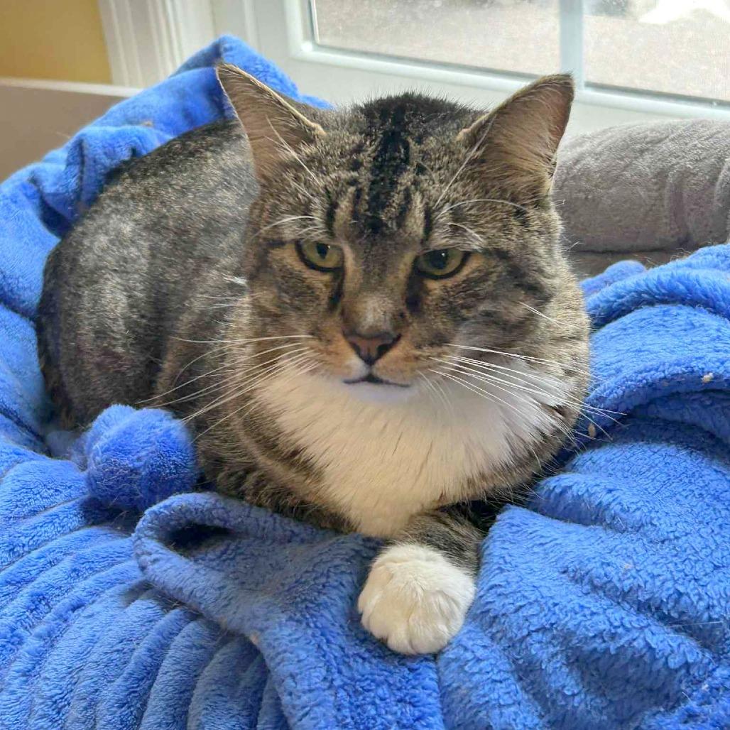 Enlarge TomTom, a Adoptable Domestic Short Hair in FAIRWAY, KS image 5/6
