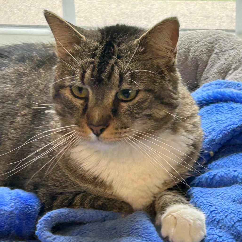 Enlarge TomTom, a Adoptable Domestic Short Hair in FAIRWAY, KS image 6/6