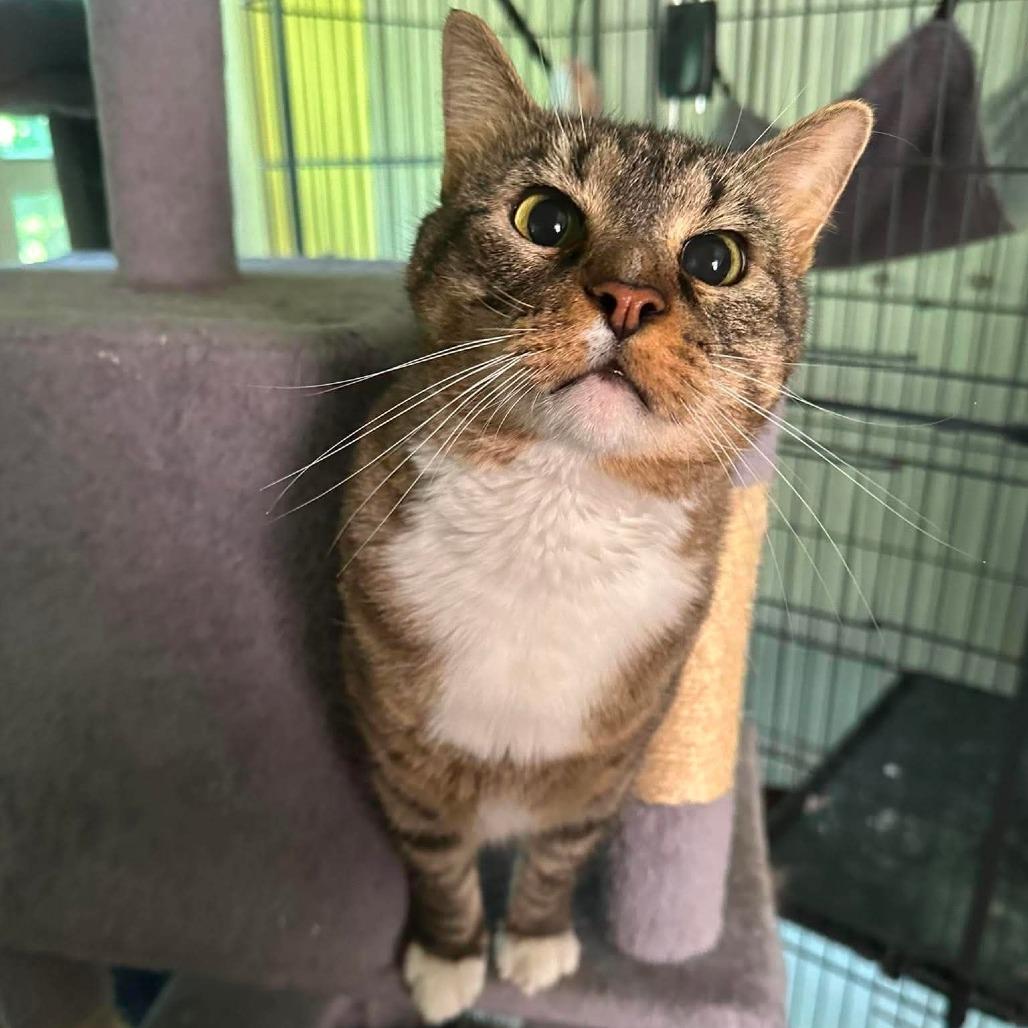 Enlarge TomTom, a Adoptable Domestic Short Hair in FAIRWAY, KS image 6/6