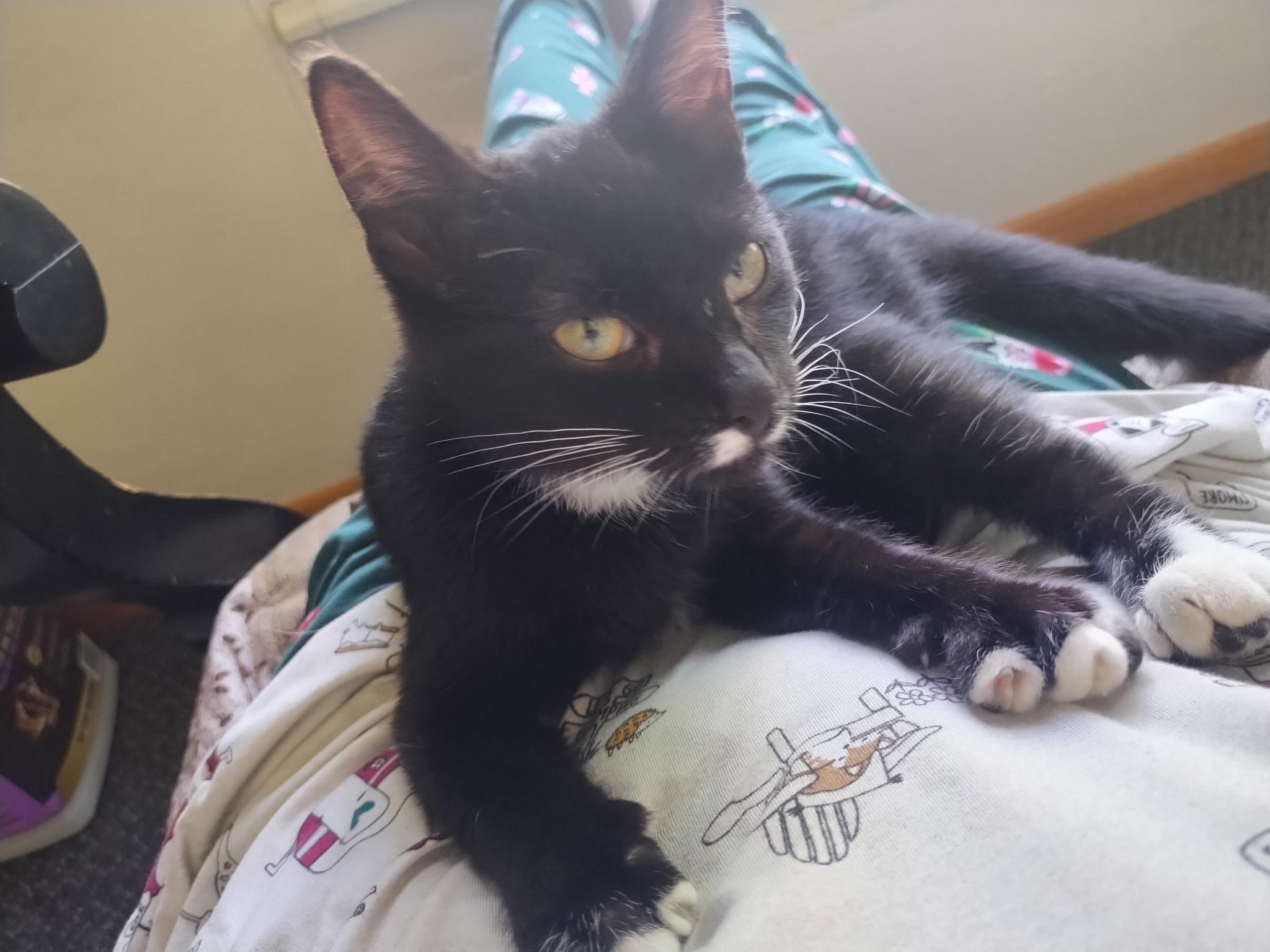 Delta Dawn, Adoptable, Kitten Female Domestic Short Hair.