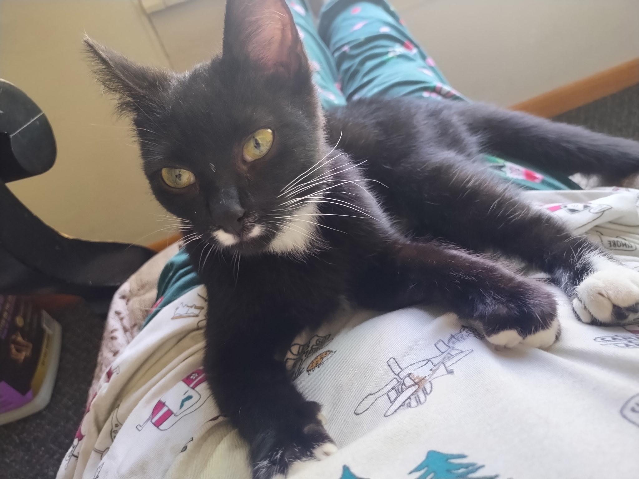 Delta Dawn, a Adoptable Domestic Short Hair in Crookston, MN image 2/2