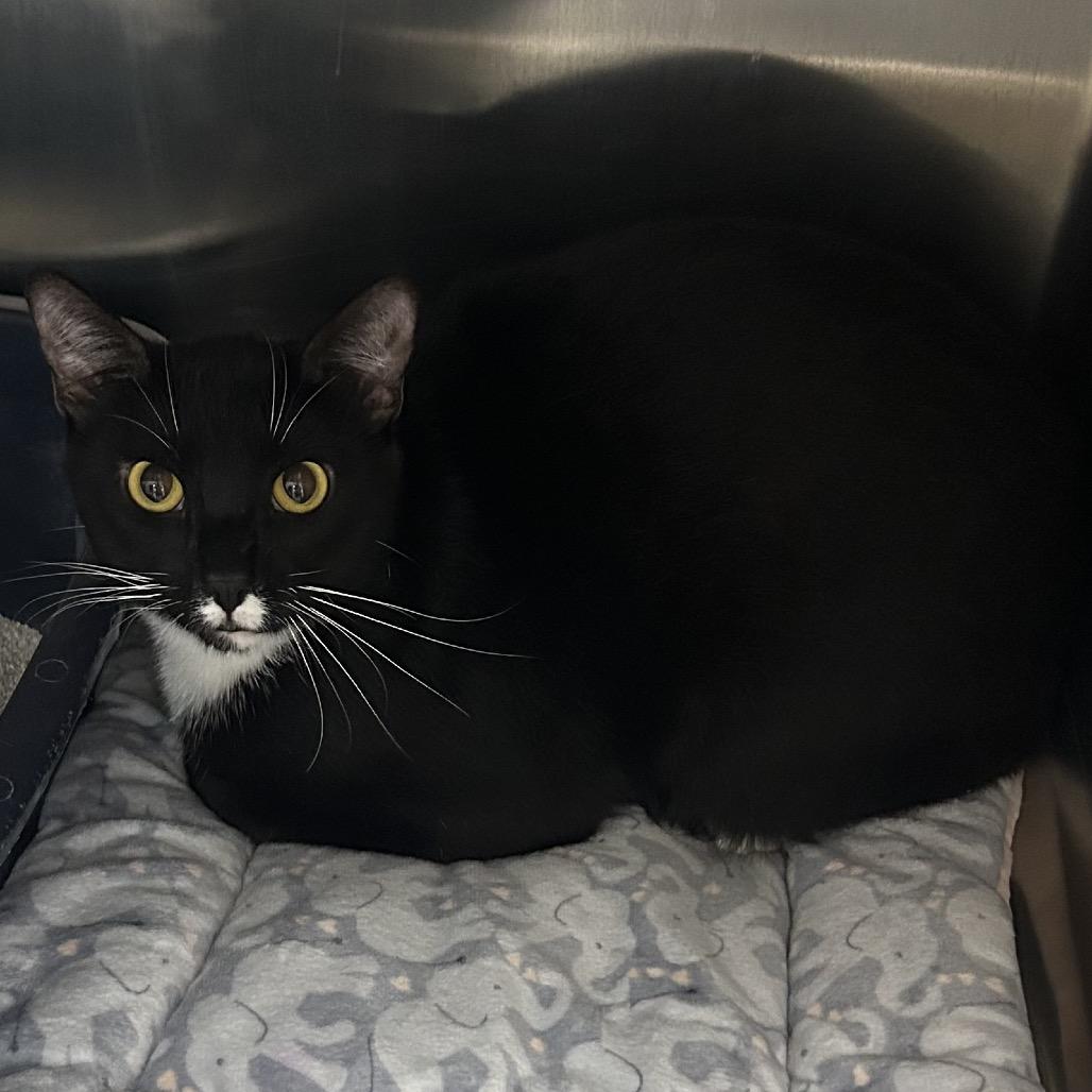 Enlarge Alfie, a Adoptable Domestic Short Hair in Hannibal, MO image 1/2