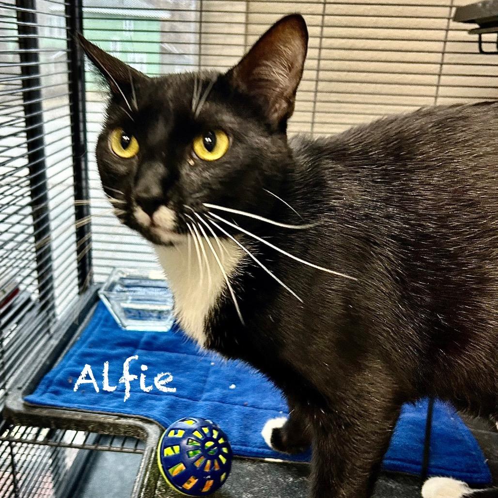 Alfie — thumbnail 2