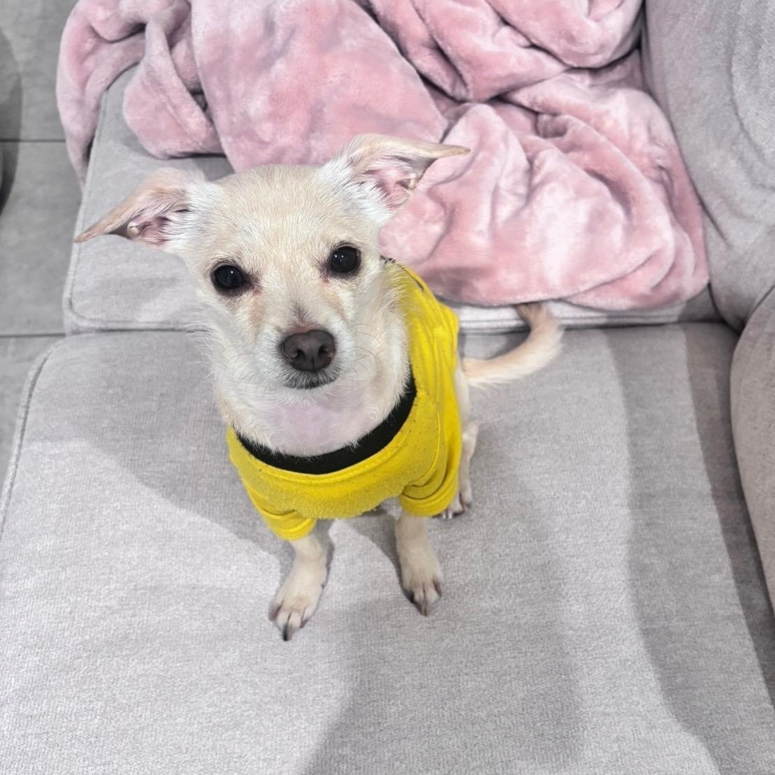 Enlarge Kai, a ADOPTABLE mixed breed in Orlando, FL image 6/6