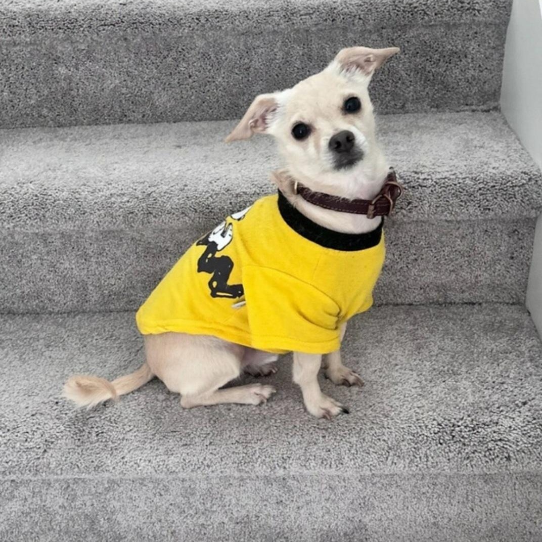 Enlarge Kai, a ADOPTABLE mixed breed in Orlando, FL image 1/6