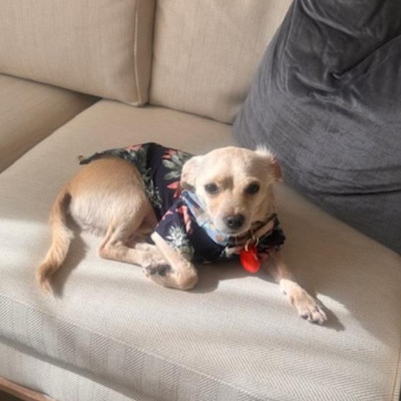 Enlarge Kai, a ADOPTABLE mixed breed in Orlando, FL image 3/6