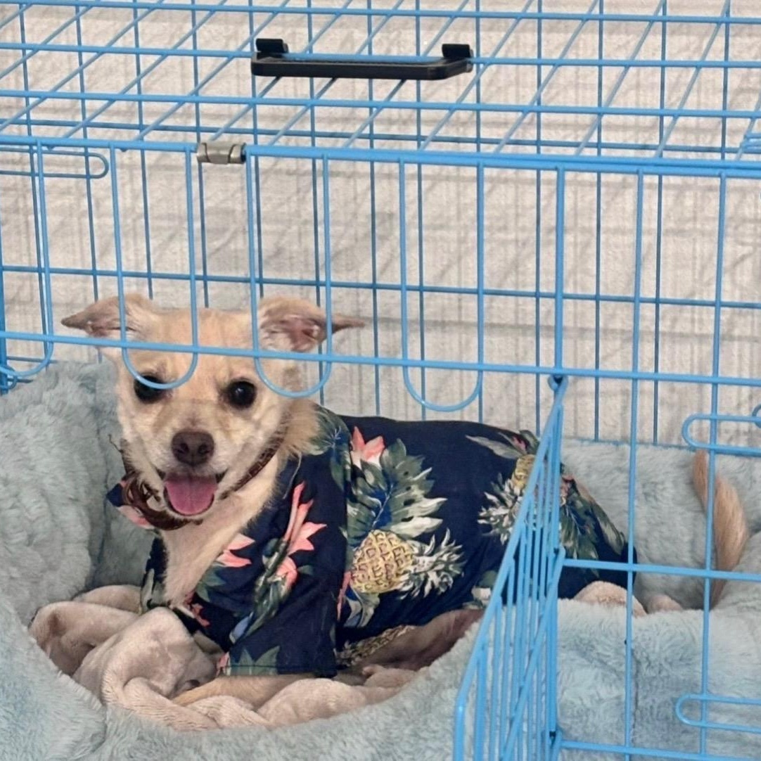 Enlarge Kai, a ADOPTABLE mixed breed in Orlando, FL image 2/6