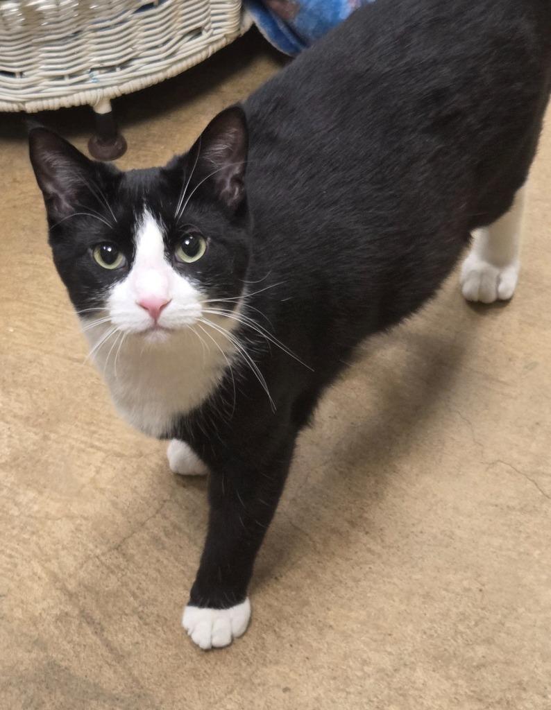Nestle, Adoptable, Kitten Male Domestic Short Hair.