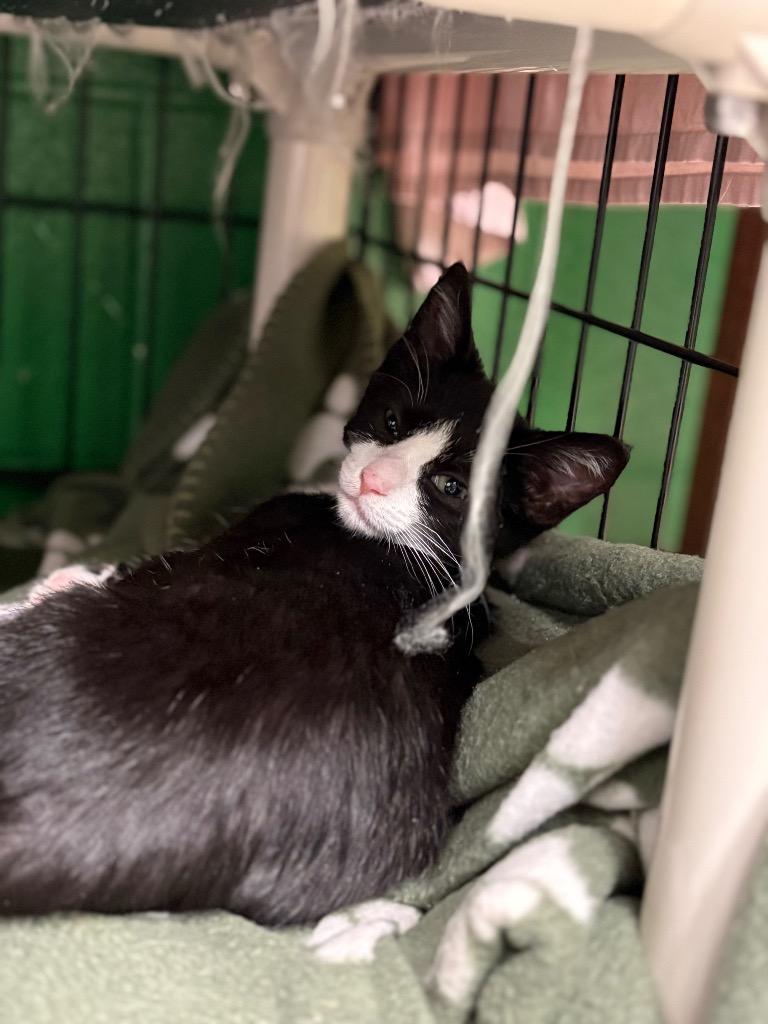 Nestle, Adoptable, Young Male Domestic Short Hair.