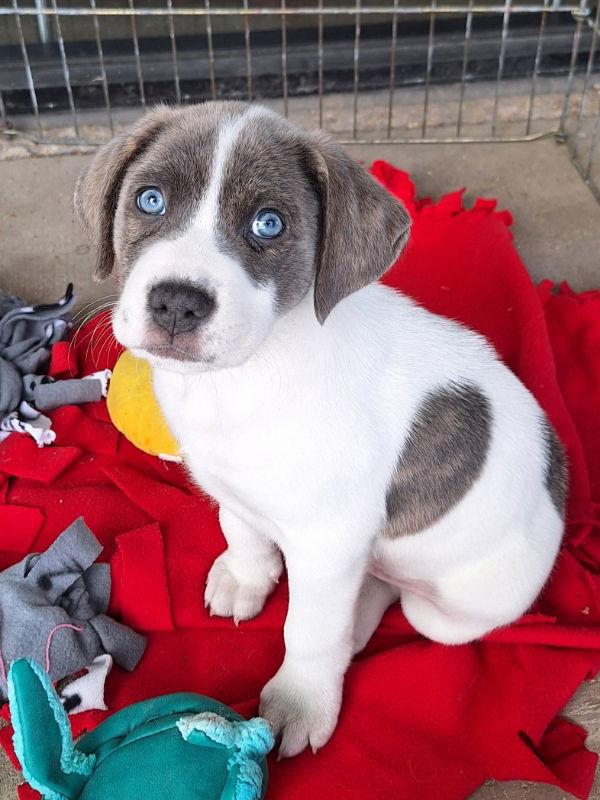 Enlarge Elvis, a Adopted Labrador Retriever in House Springs, MO image 1/1