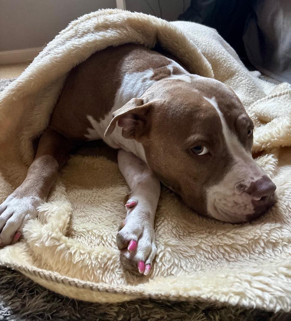 Enlarge Tinkerbell, a Adoptable Pit Bull Terrier in New Braunfels, TX image 1/6