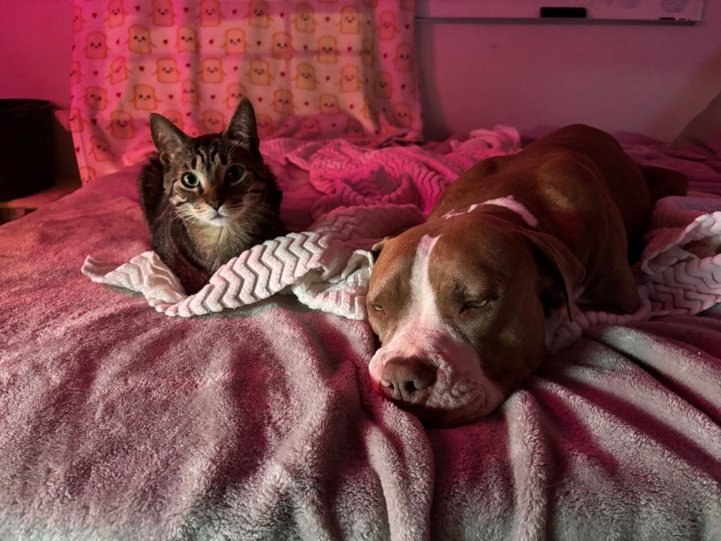 Tinkerbell, Adoptable, Young Female Pit Bull Terrier.