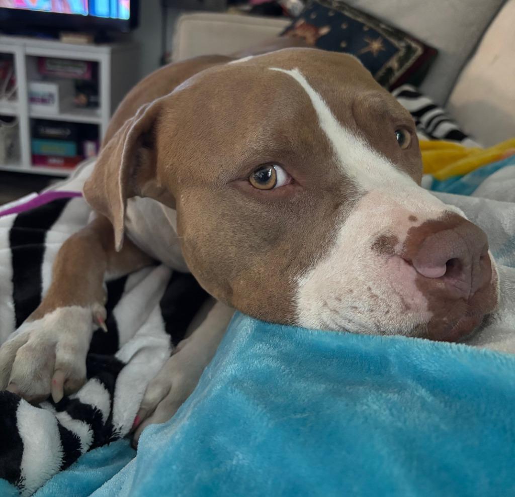 Enlarge Tinkerbell, a Adoptable Pit Bull Terrier in New Braunfels, TX image 2/6