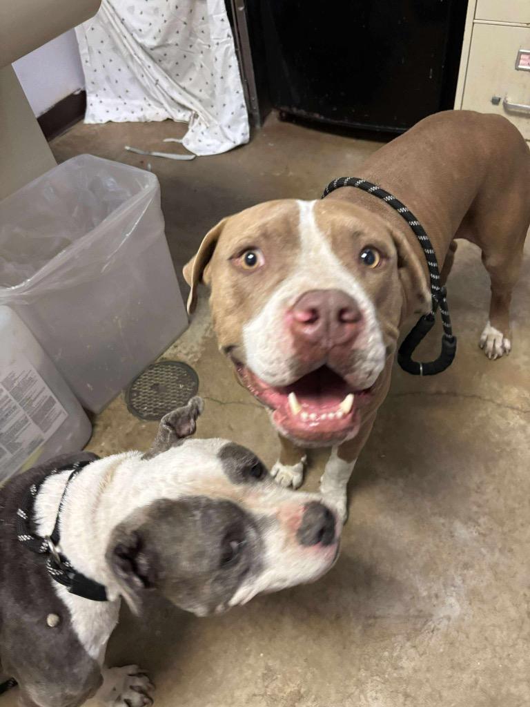 Enlarge Tinkerbell, a Adoptable Pit Bull Terrier in New Braunfels, TX image 5/6