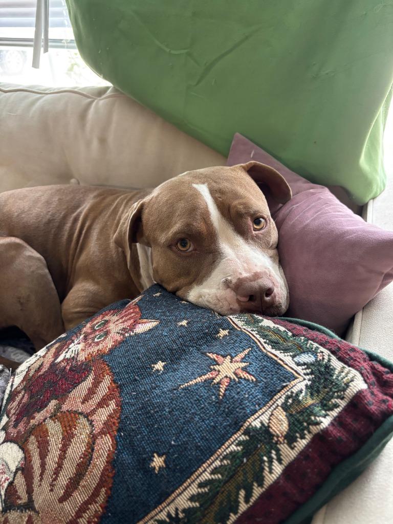 Enlarge Tinkerbell, a Adoptable Pit Bull Terrier in New Braunfels, TX image 5/6