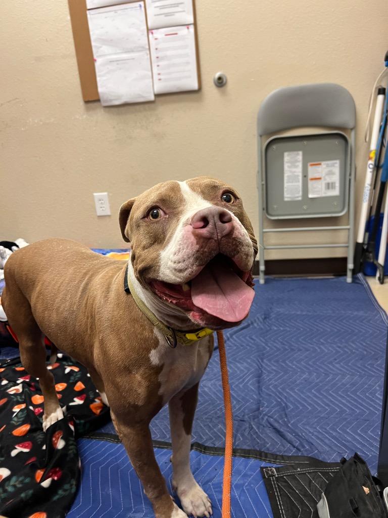 Enlarge Tinkerbell, a Adoptable Pit Bull Terrier in New Braunfels, TX image 6/6