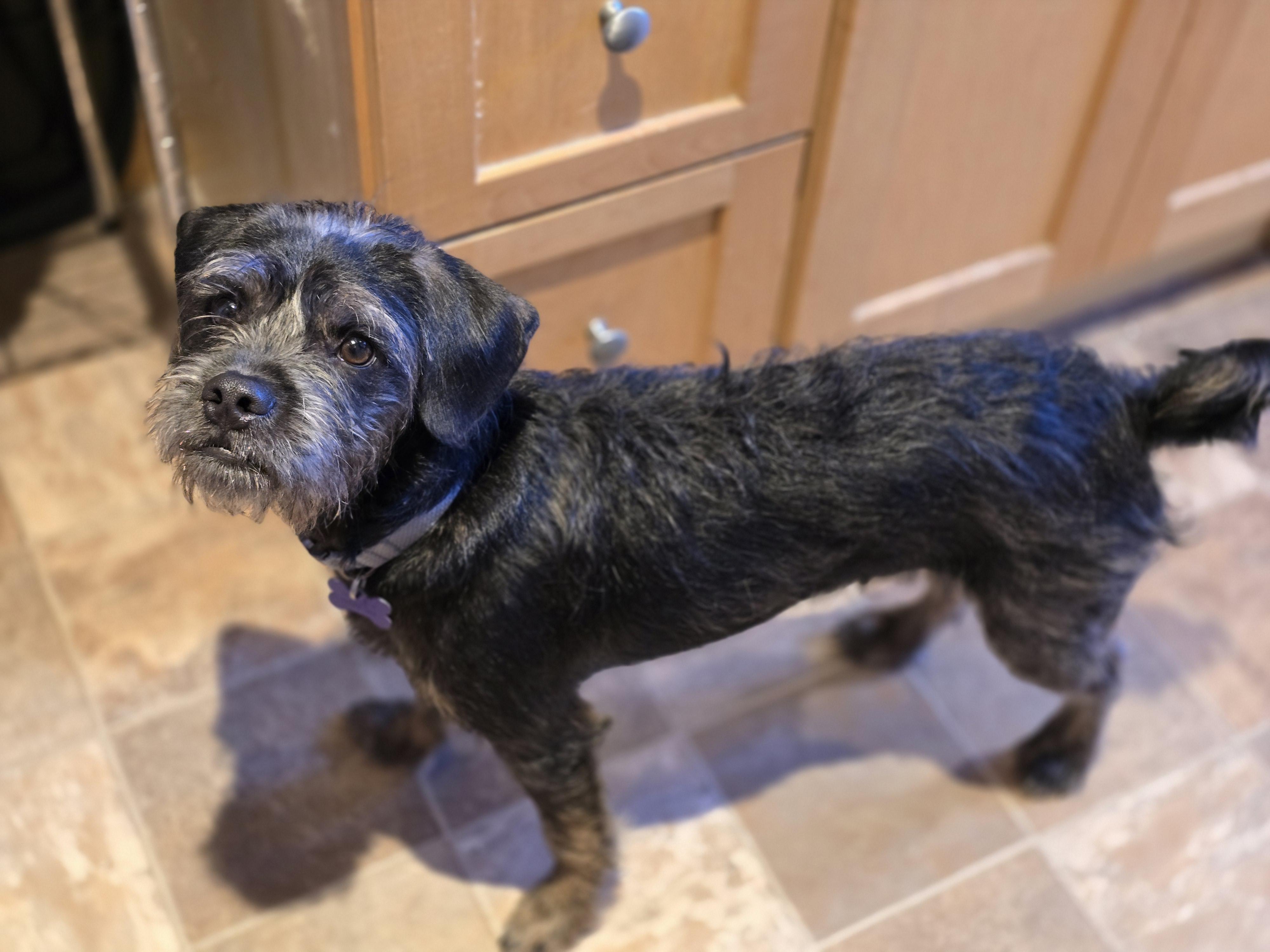 Enlarge Odie, a Adoptable mixed breed in Jamestown, ND image 1/6