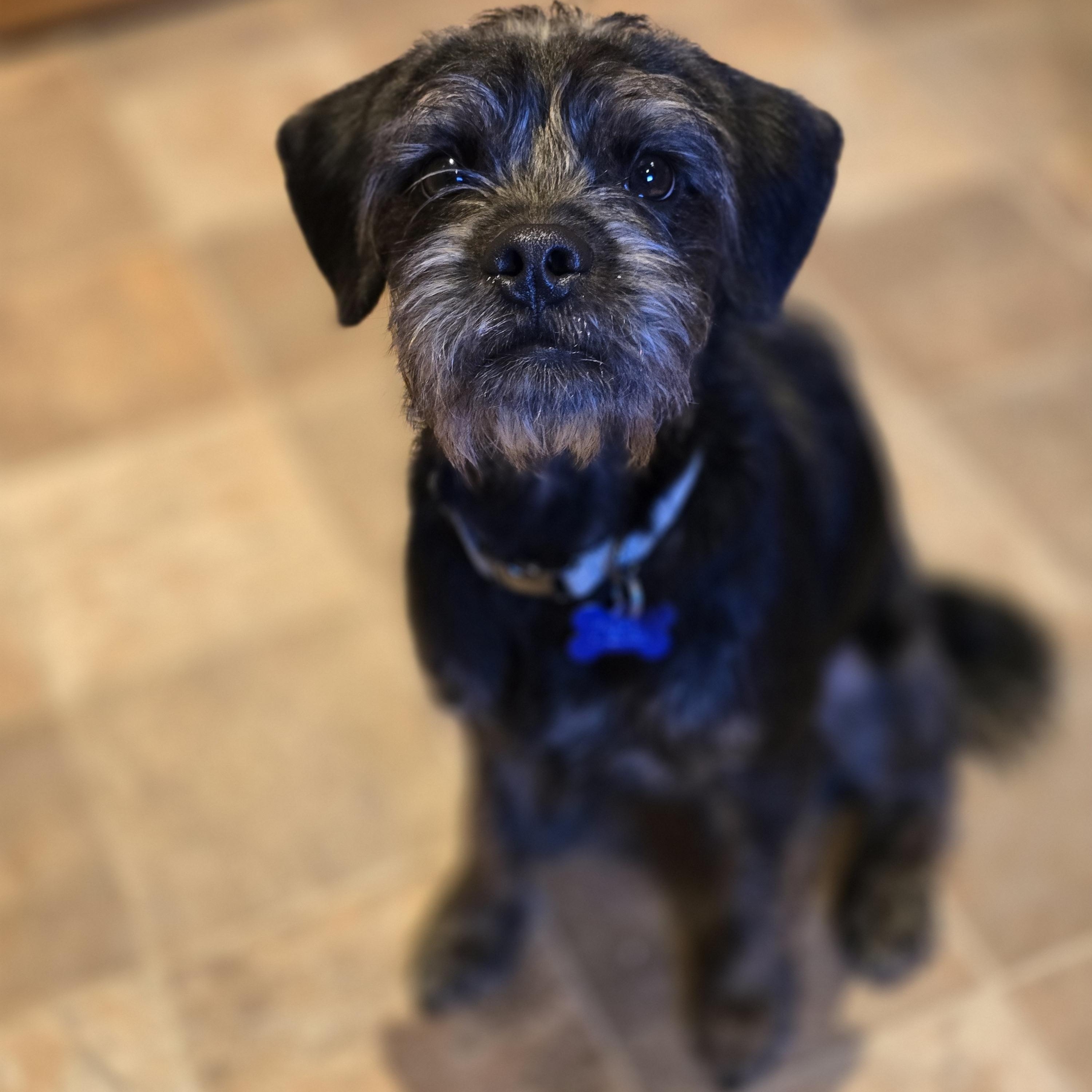 Enlarge Odie, a Adoptable mixed breed in Jamestown, ND image 3/6