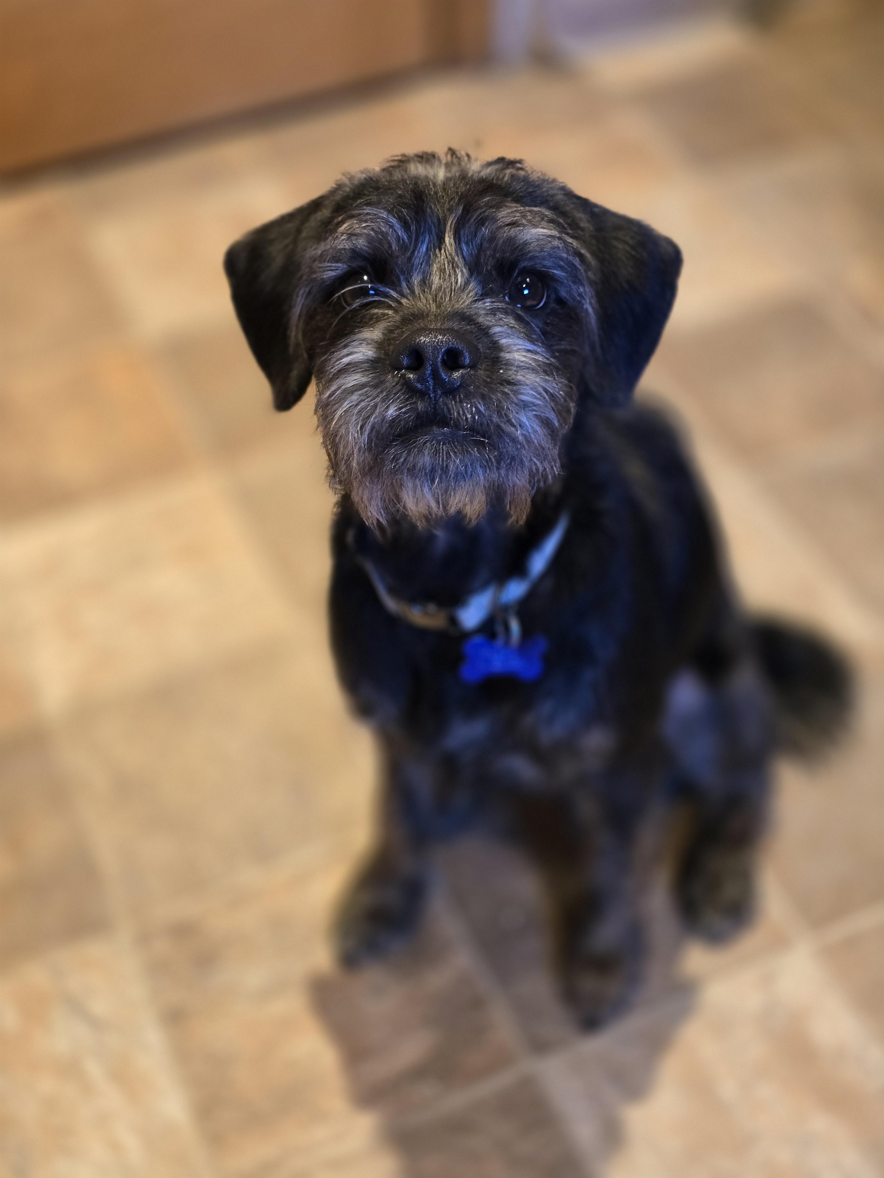 Enlarge Odie, a Adoptable mixed breed in Jamestown, ND image 2/6