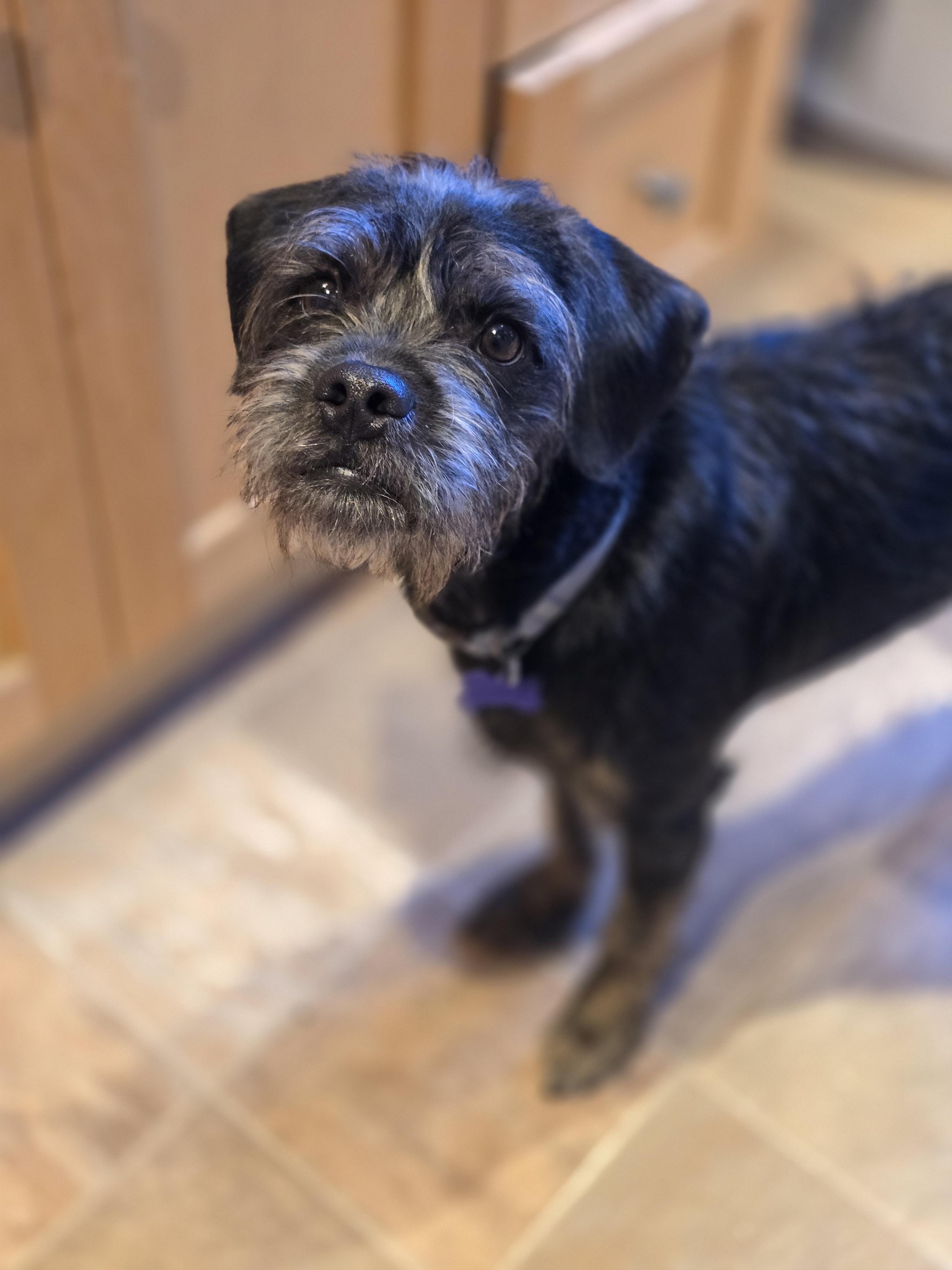 Enlarge Odie, a Adoptable mixed breed in Jamestown, ND image 3/6