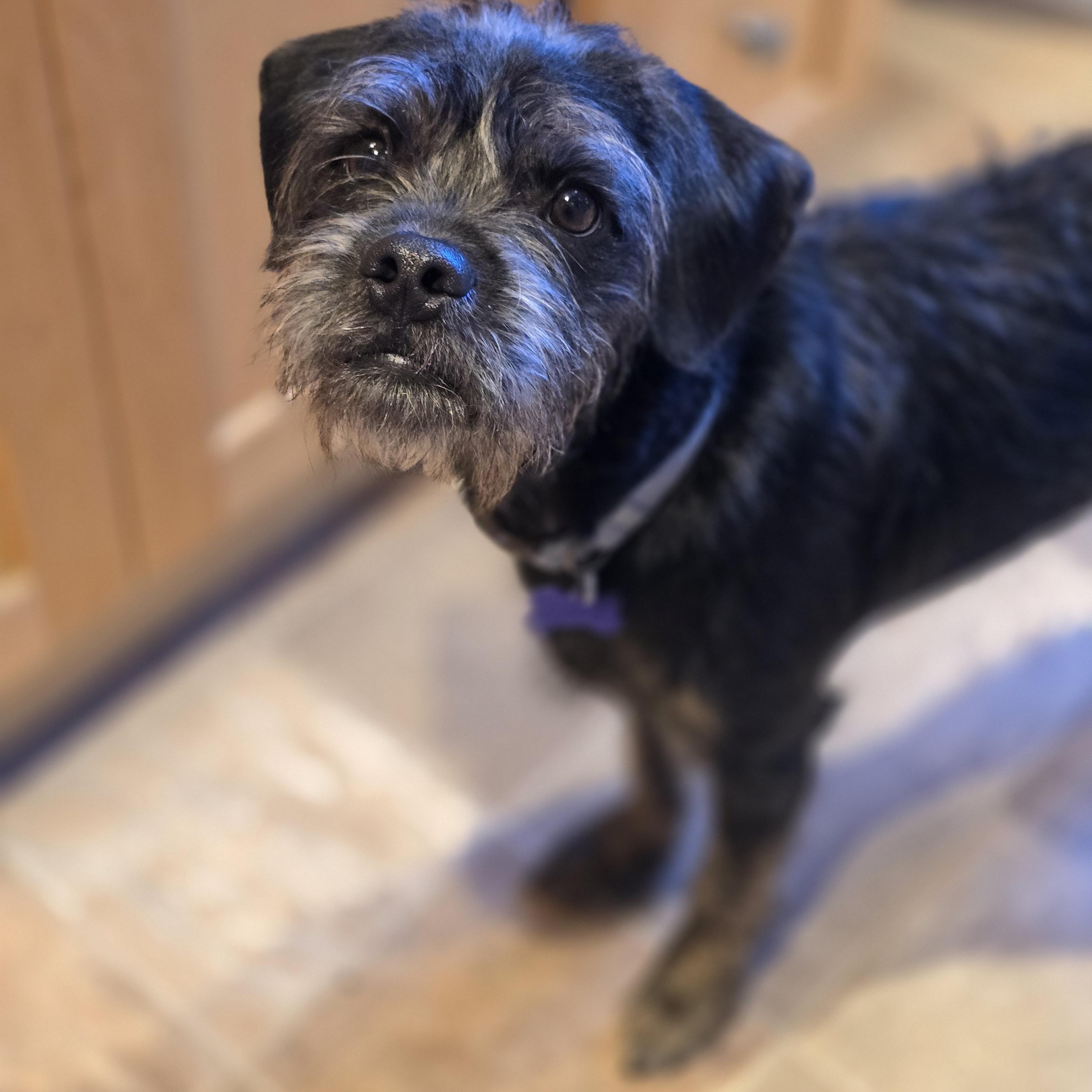 Enlarge Odie, a Adoptable mixed breed in Jamestown, ND image 4/6