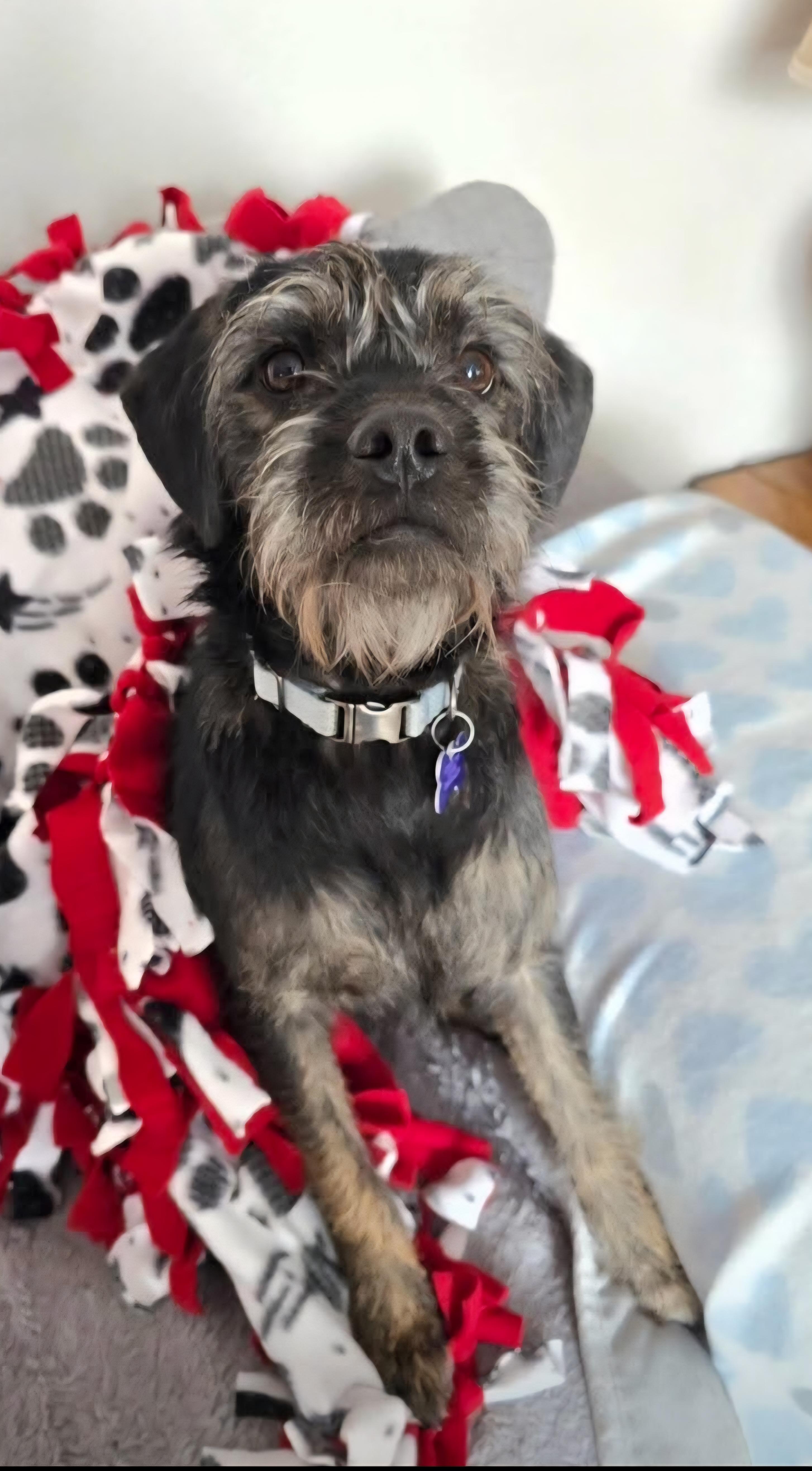 Odie, a Adoptable mixed breed in Jamestown, ND image 1/6